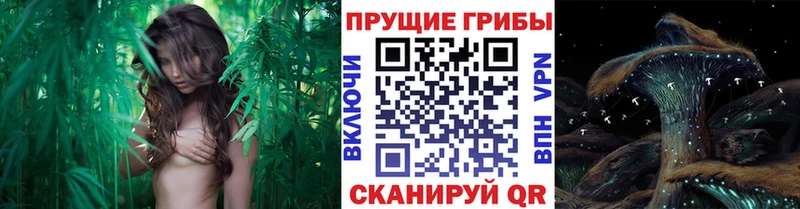 Псилоцибиновые грибы мицелий  Спас-Клепики 